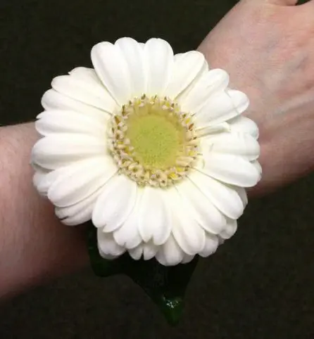 Cream Germini Wrist Corsage