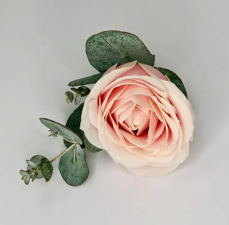 Pink Rose and Eucalyptus Buttonhole for Guest