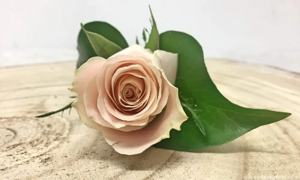 Rose Buttonhole for Wedding Guests Rose Gold Wedding