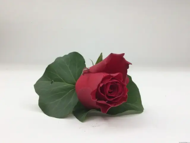 Red Rose And Ivy Dads Buttonhole
