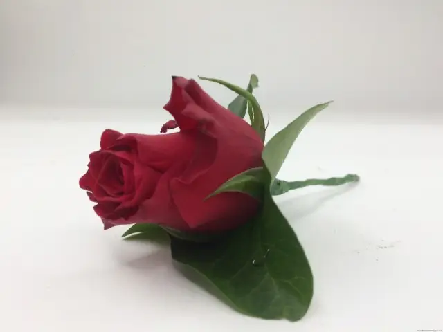 Red Rose and Ivy Buttonhole