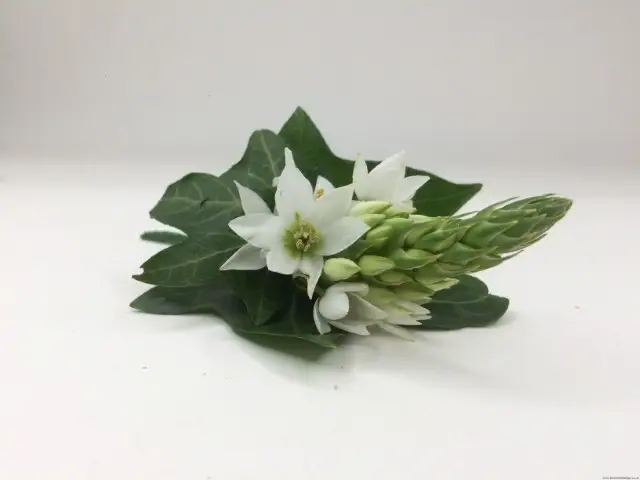 White Chincherinchees Buttonhole