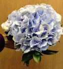 Blue Hydrangea Bridesmaid Bouquet