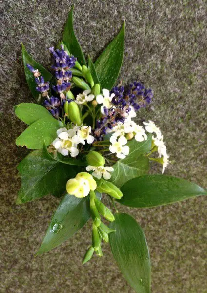 Freesia Wax and Lavender Corsage