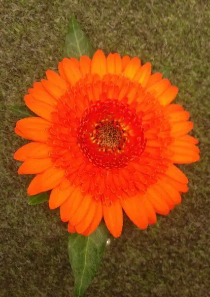 Orange Gerbera Buttonhole