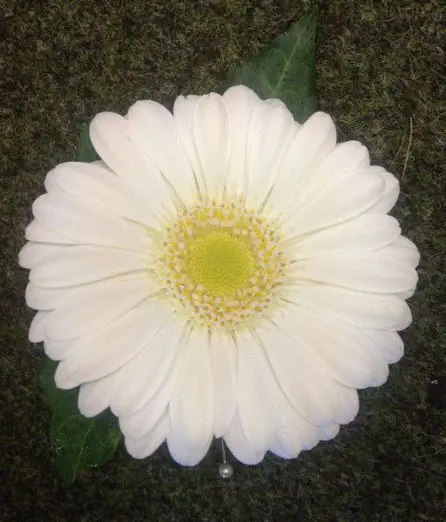 White Gerbera Buttonhole