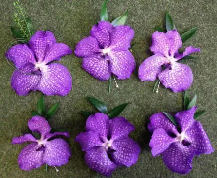 Purple Vanda Orchid Buttonholes