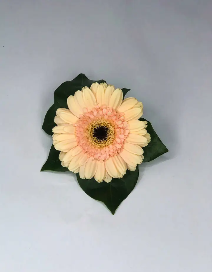 Peach Gerbera Guest Buttonhole