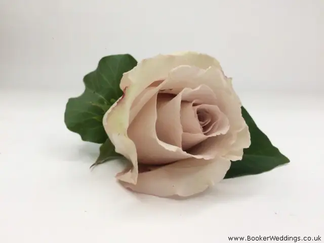 Blush Rose and Ivy Buttonhole