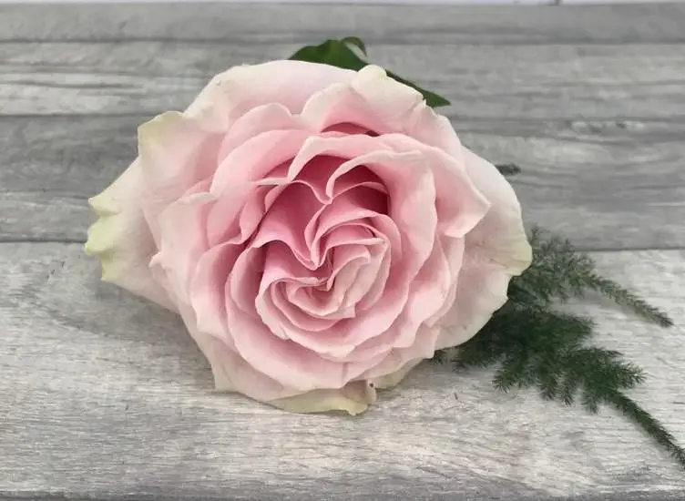 Bestman Pink Rose Buttonhole