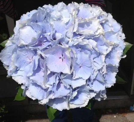 Blue Hydrangea Bridesmaid Bouquet
