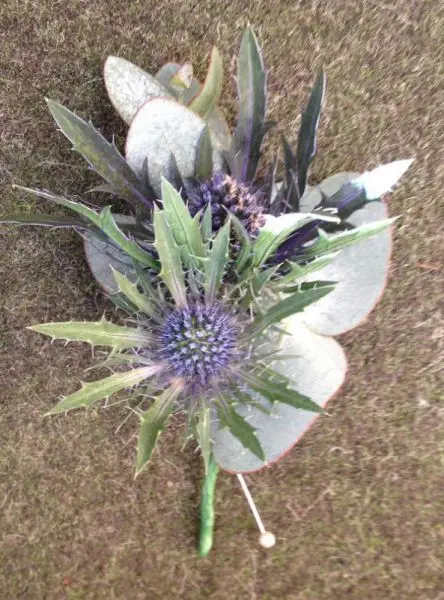 Eryngium Buttohole