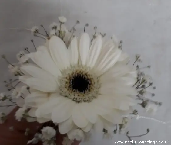 White Gerbera Buttonhole with Gypsophila for Wedding Party