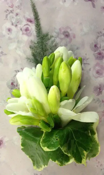 Freesia Corsage