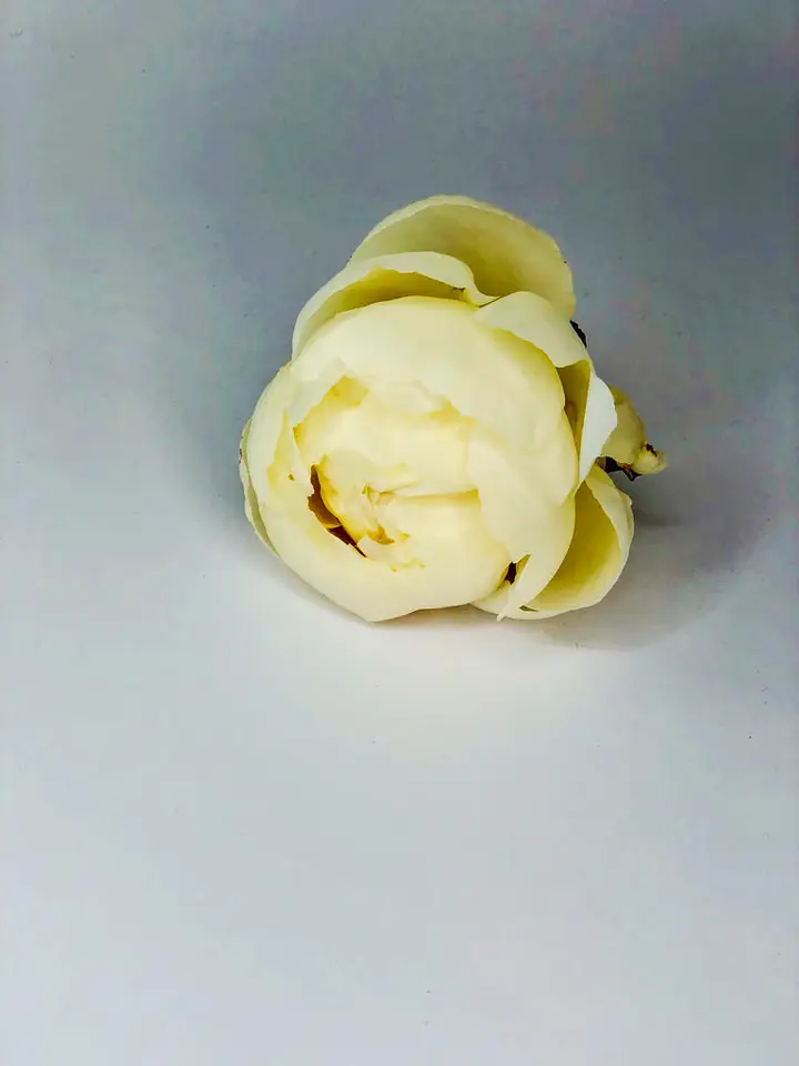 Peony Buttonhole for White Wedding