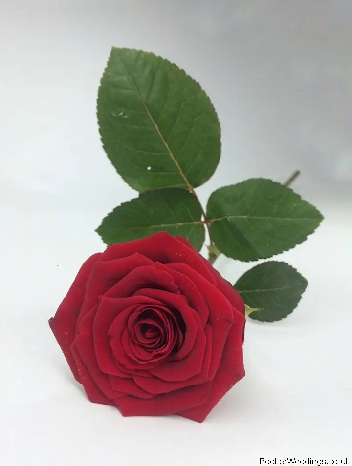Single Red Naomi Rose