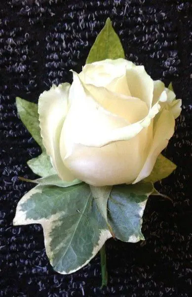 Cream Plain Rose buttonhole