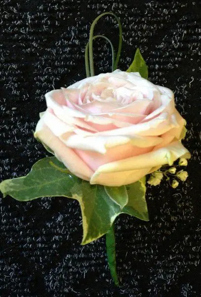 Pale Pink Rose and Gypsophilia Grooms Buttonhole