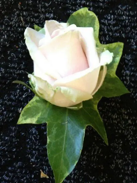 Plain Pale Pink rose buttonhole