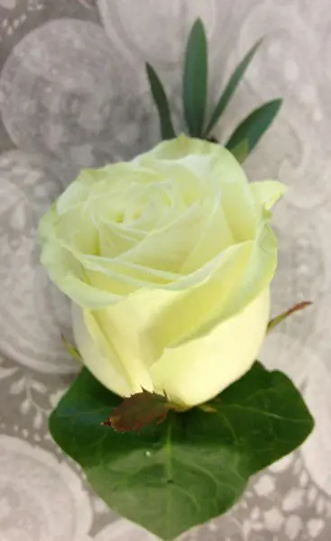 Plain Rose Button hole