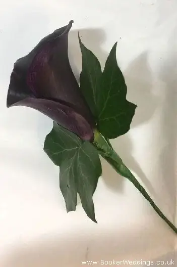 Buttonhole using purple calla lily for wedding party