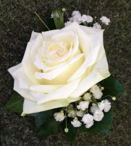 Rose and Gypsophilia Grooms Buttonhole