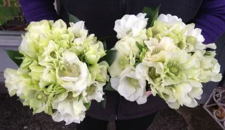 White Anenome Bridesmaid Bouquets