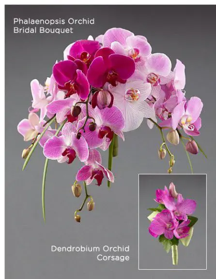 Traditional Pink Orchid Bridal Bouquet Corsage Vera Wang