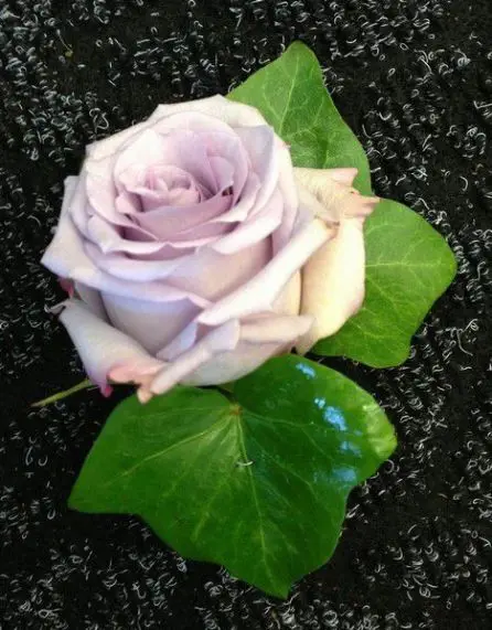 Plain Lilac Rose Buttonhole